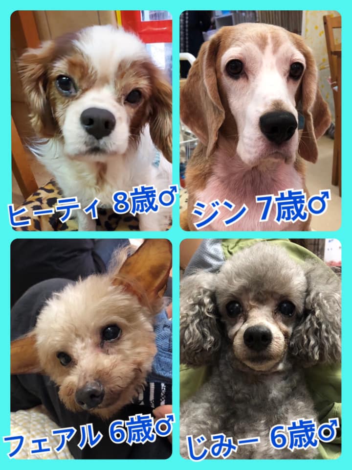 🐾今日の里親様募集中ワンコ🐶メンバーです🐾2020,6,30